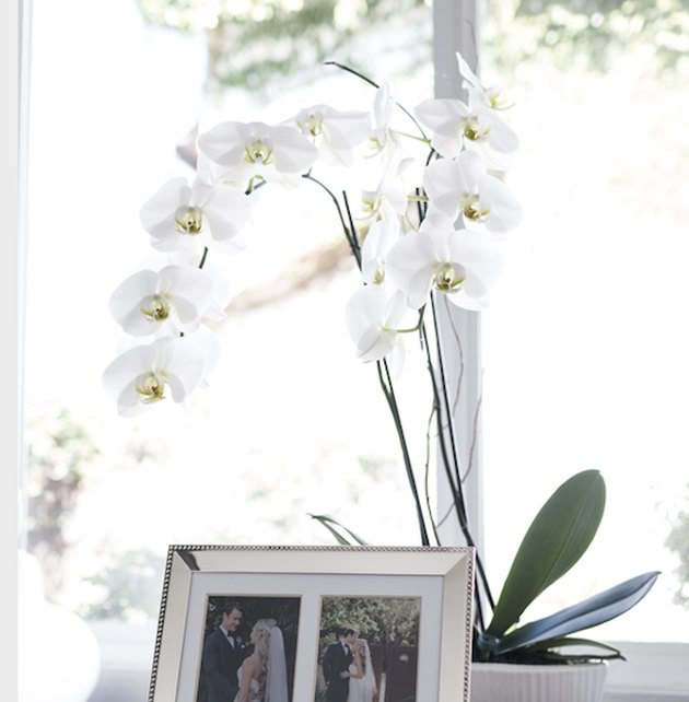 Orchid plant