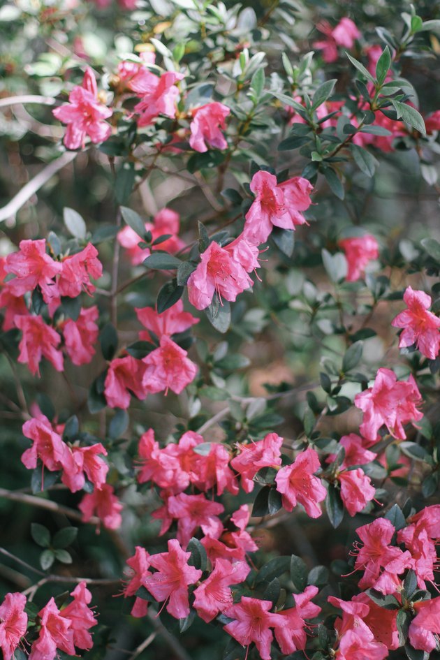 Azeleas