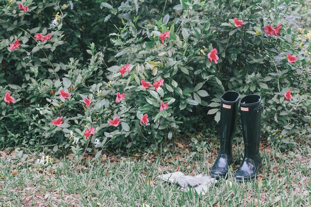 Azeleas plant