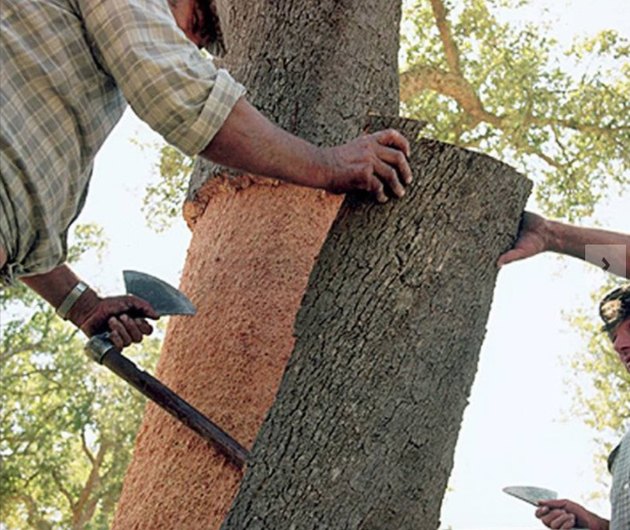 Cork being harvested from tree.