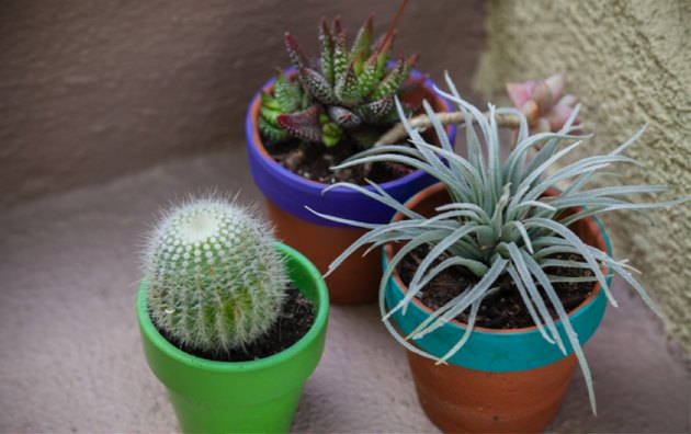 potted plants