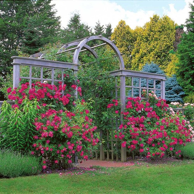 William Baffin climbing rose