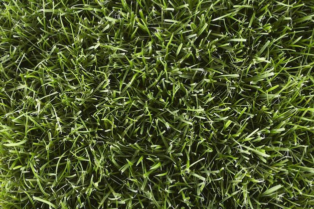 Kentucky bluegrass.