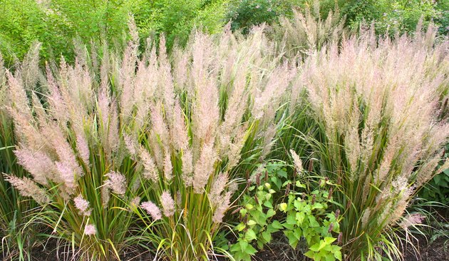 Ornamental grasses.