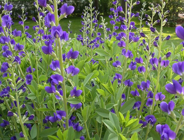 Baptisia