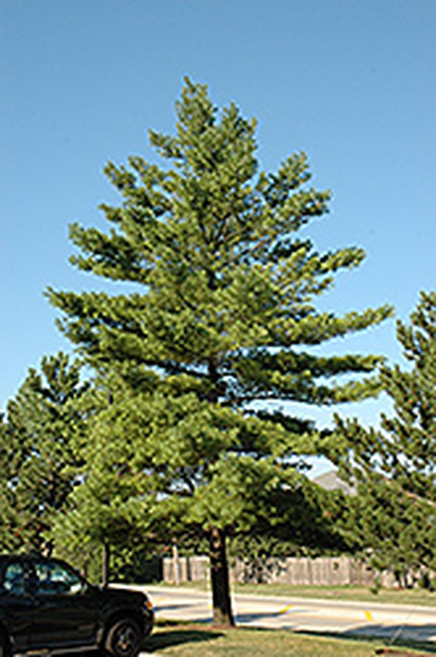Mature white pine tree.