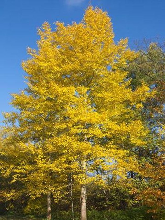 Quaking aspen tree.