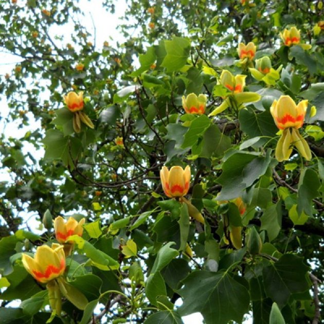 Tulip tree flowers.