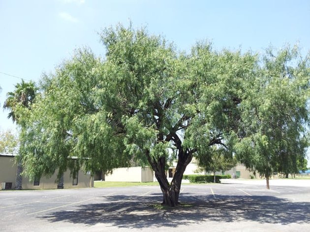 Honey mesquite tree.