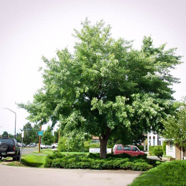 Silver maple tree.