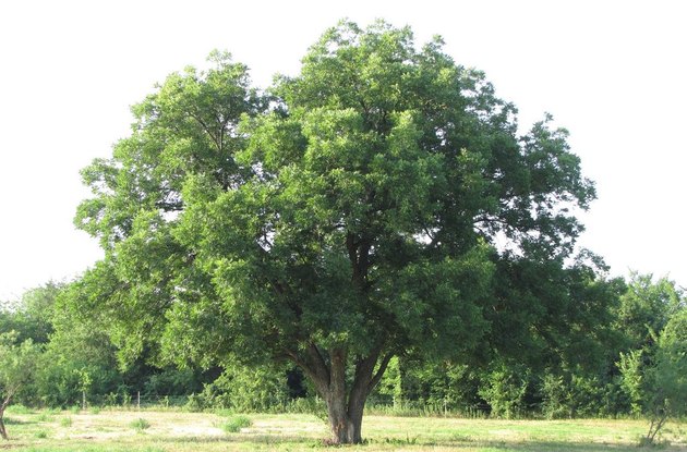 Mature pecan tree.