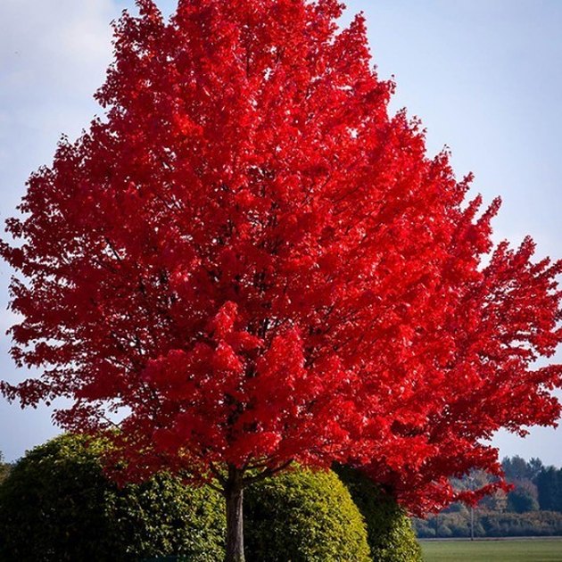 Red maple tree.