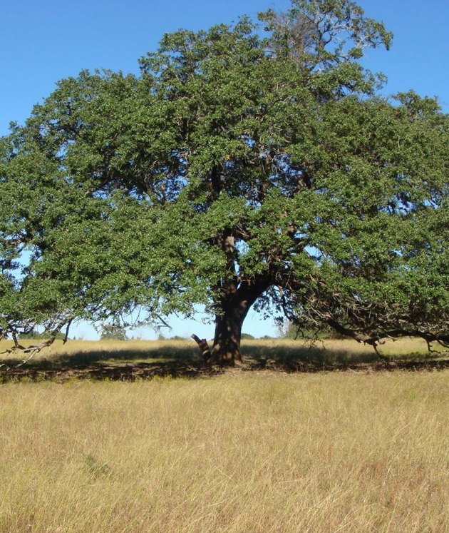 Live oak tree.