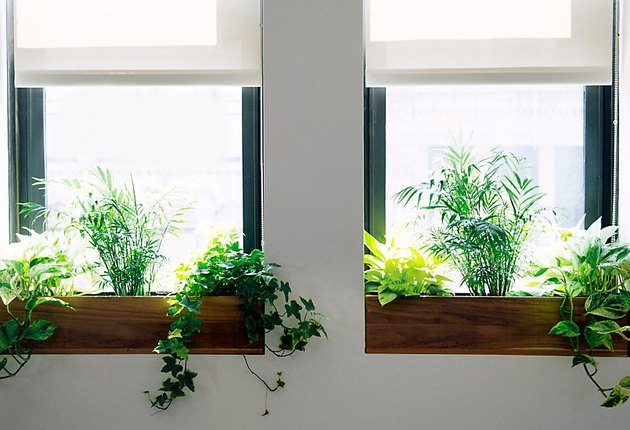 bacs à fleurs pour fenêtres d'intérieur par Terrain