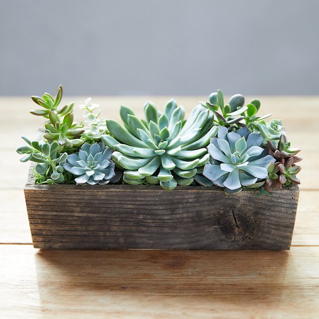 The Best Places to Shop For Plants Online | Hunker