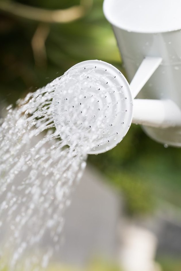 watering cam