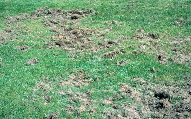 Animal damage caused by the presence of grubs
