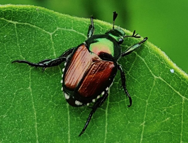 Japanese beetle.