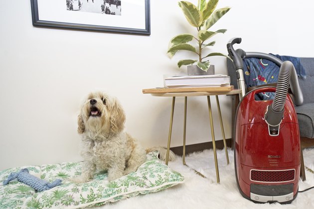 cleaning after your pet