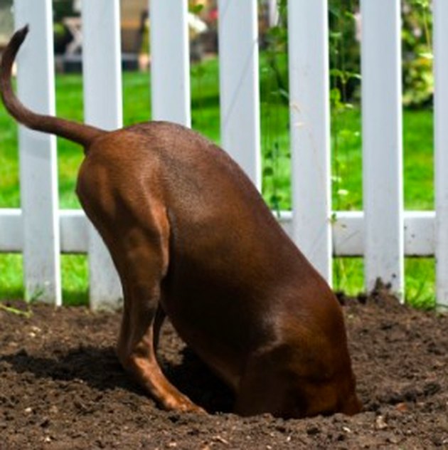 Dog digging a hole.