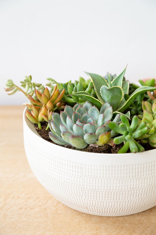 Comment planter un bol de succulente d'intérieur