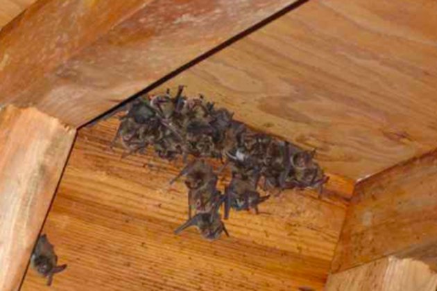 Bat colony in a house.