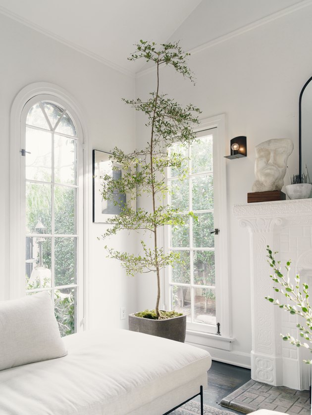 White living room with green tall plant