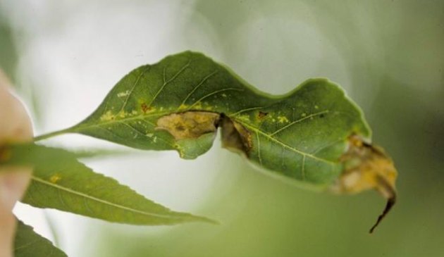Ash leaf with fungal infection.