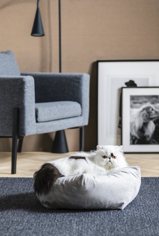 Paws What You're Doing: IKEA's New Pet Items Are Coming Soon | Hunker