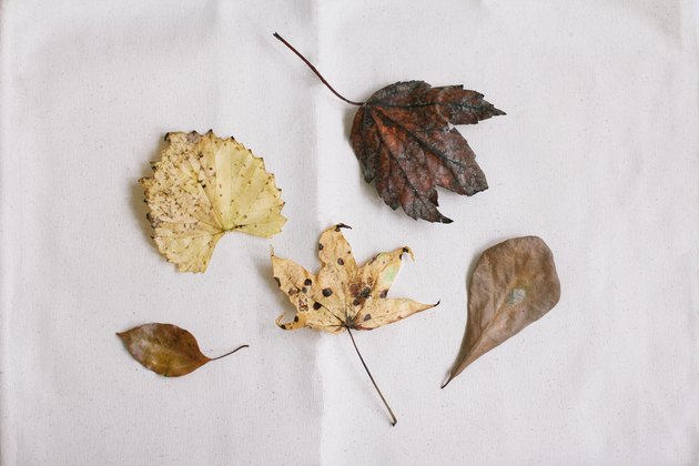 Autumn leaves