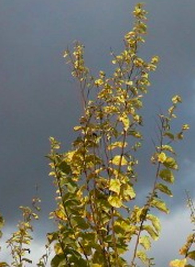 Elm tree infected with elm yellows.
