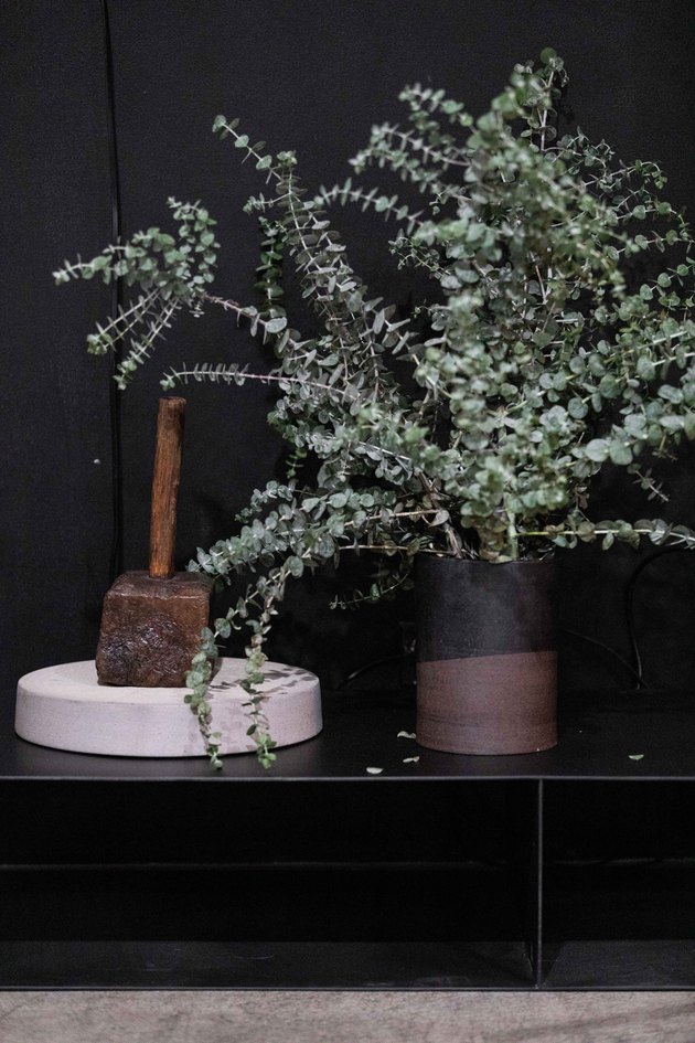 Eucalyptus plant against black wall