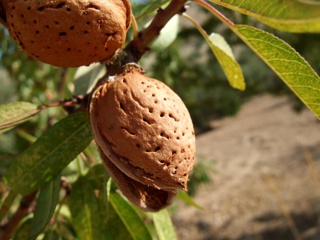 Close-up of almond shell growing on a tree branch