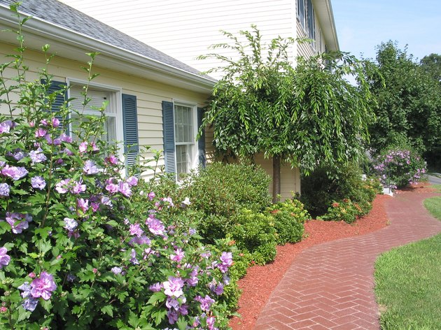 Full Bloom