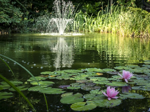 Two pink water lilies 'Marliacea Rosea' in the foreground of the pond. Blurred cascade fountain in the background. Sunny day.