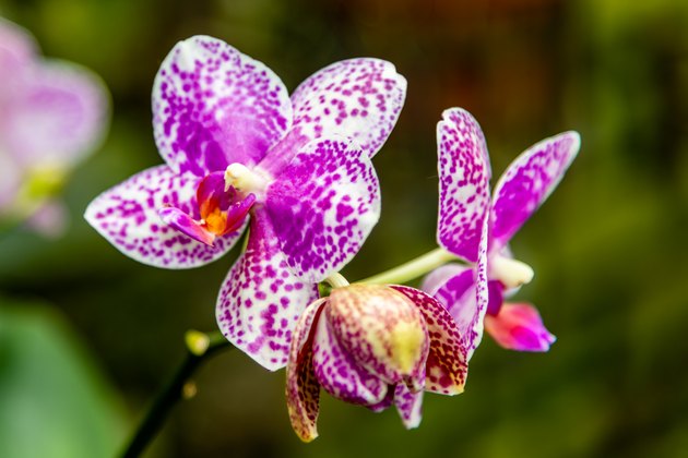 How and When to Prune Orchids Hunker