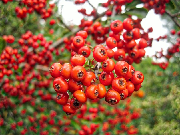 Firethorn Pyracantha Coccinea Fruit