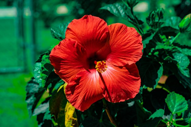 A Picture Of A Red Hibiscus