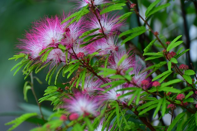 Flowers of Silk Tree / Albizia julibrissin