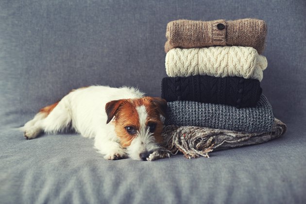 Dog next to clean laundry