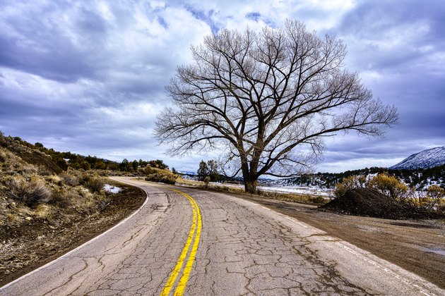 Road Curves with Cottonwood Tree and Moody Sky