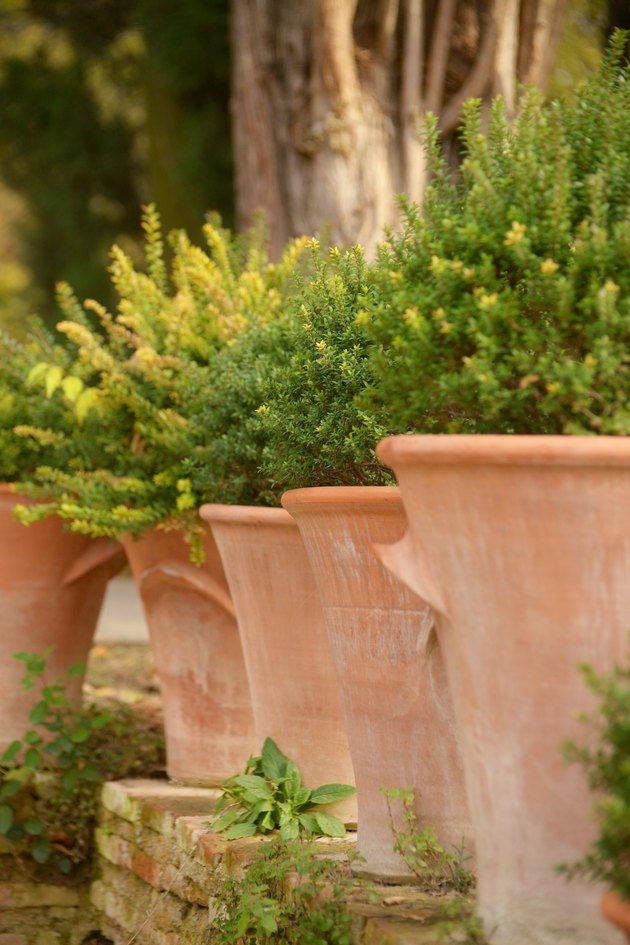 potted plants