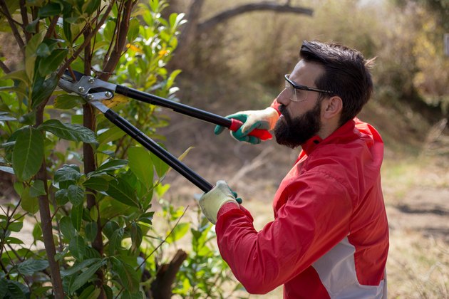 Male gardener is trimming shrubs