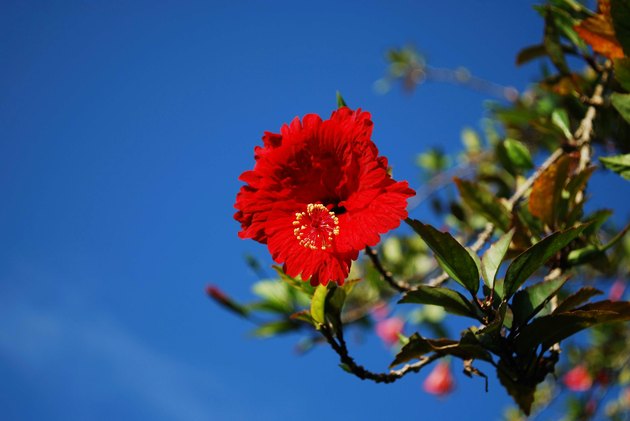 Close-Up Of Red Hibiscus Flower Against Blue Sky