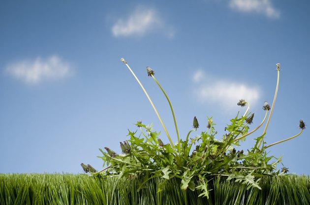 Weeds Growing In Grass