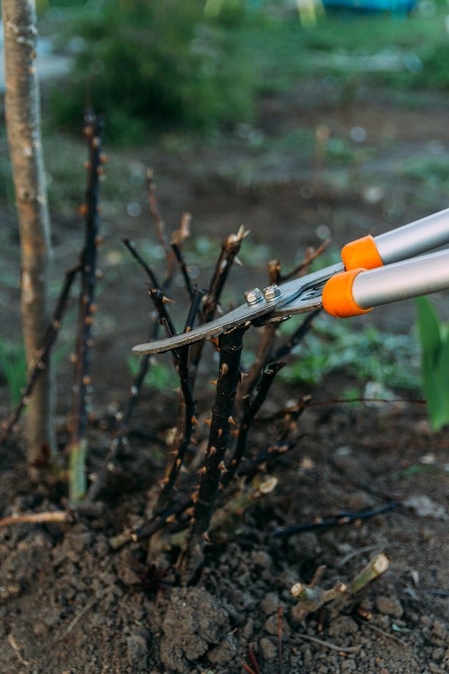 Pruning roses early in the spring. Formation of a rose bush by a gardener. Secateur in the hands of the gardener.