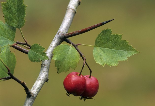 THORN, A MODIFIED LEAF. HAWTHORN Crataegus spp. Also shows the Fruit. These sharp, spearlike thorns develop from axillary buds. Thorny shrubs. Michigan