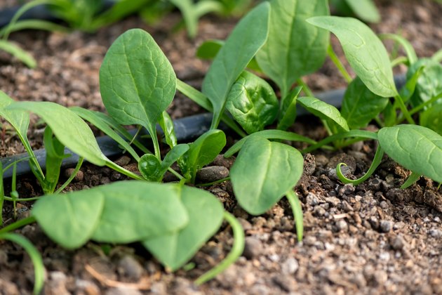 How to Grow Spinach | Hunker