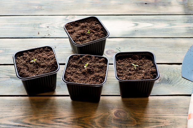 Potted tomato seedlings on a wooden table