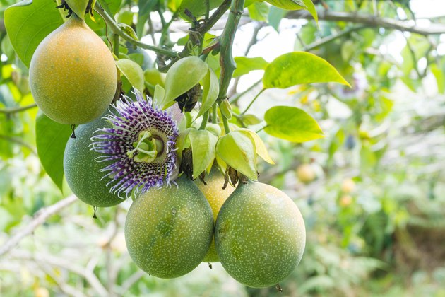 cultivation of fruits of passion, granadilla